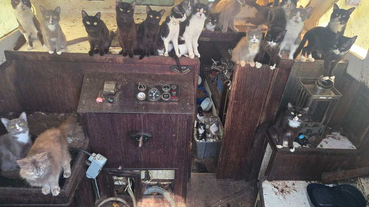 60 Cats Found Living on Abandoned Washington Sailboat