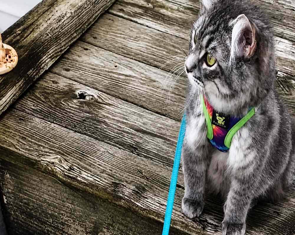 Adventure kitten on the deck