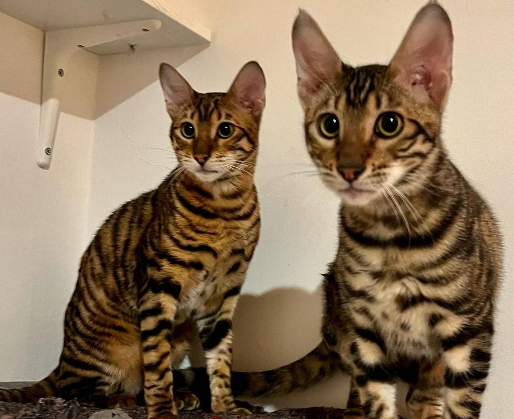 Arturo and Costatino