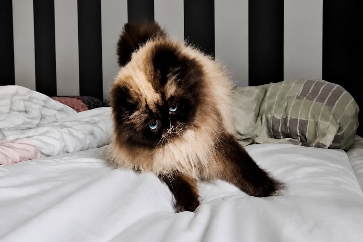 Bed stalker