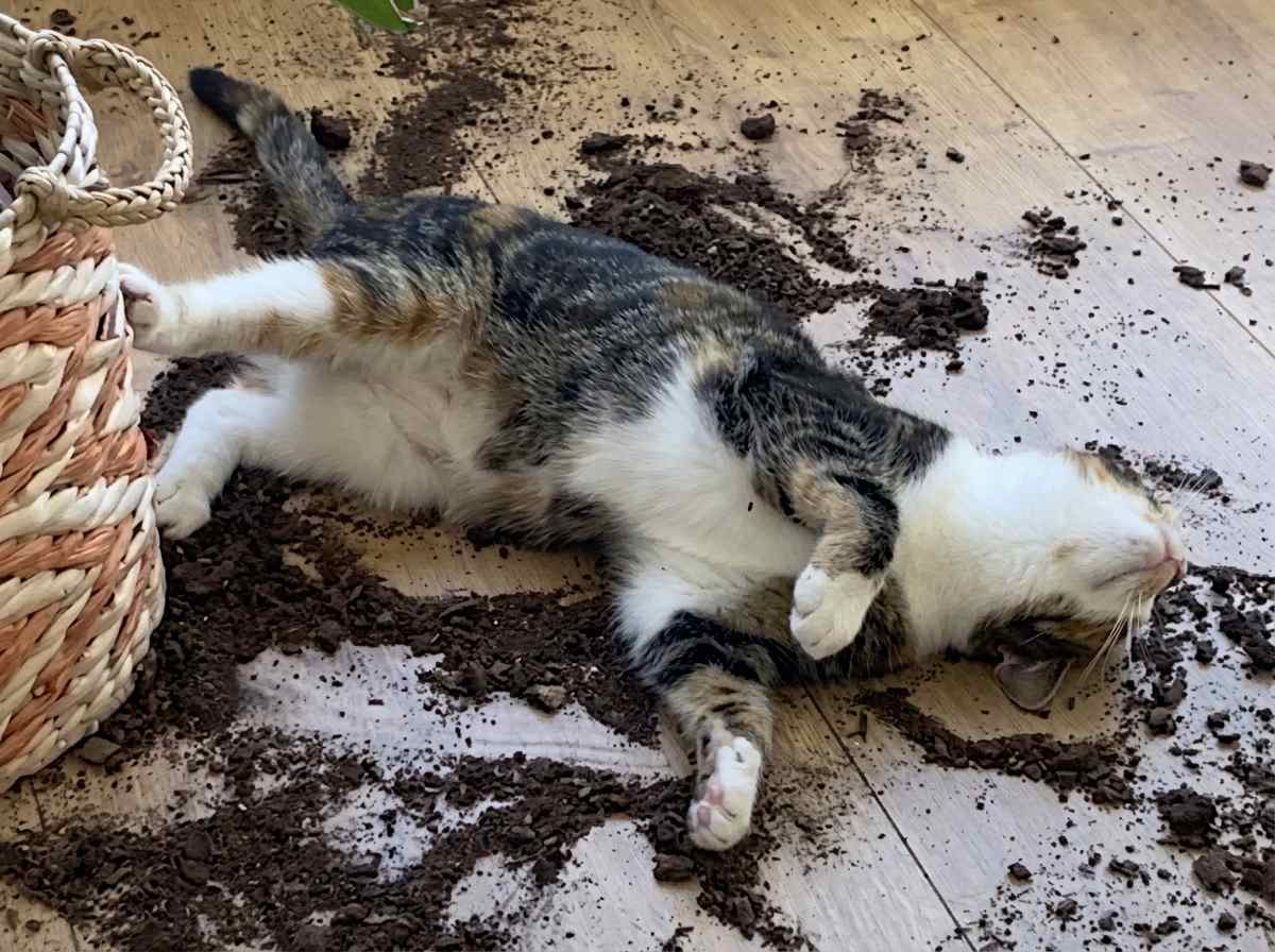 Dirt gremlin
