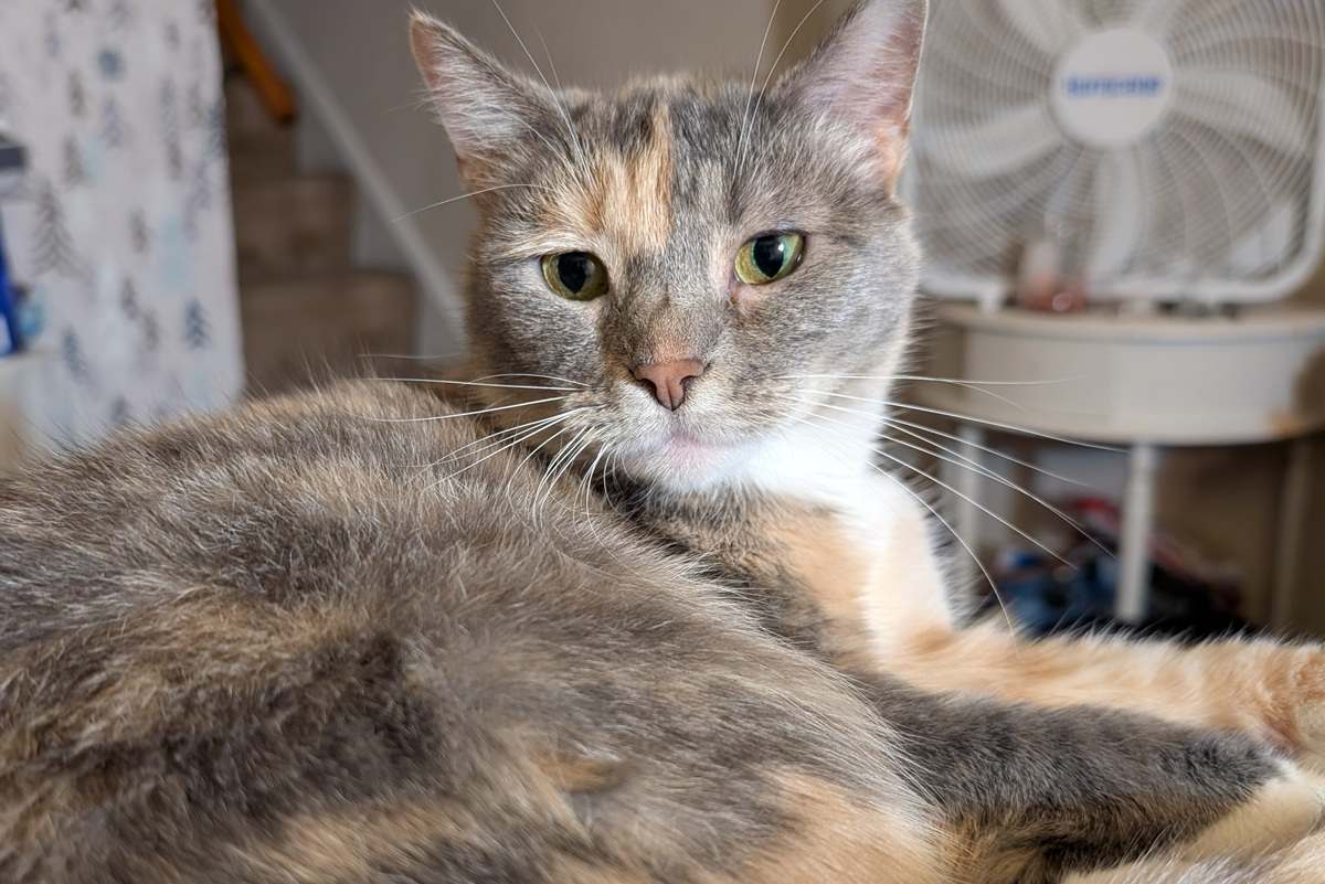 Dolly Purrton