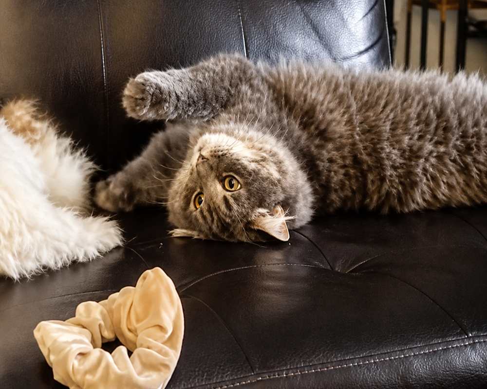 Drama queen on the leather couch