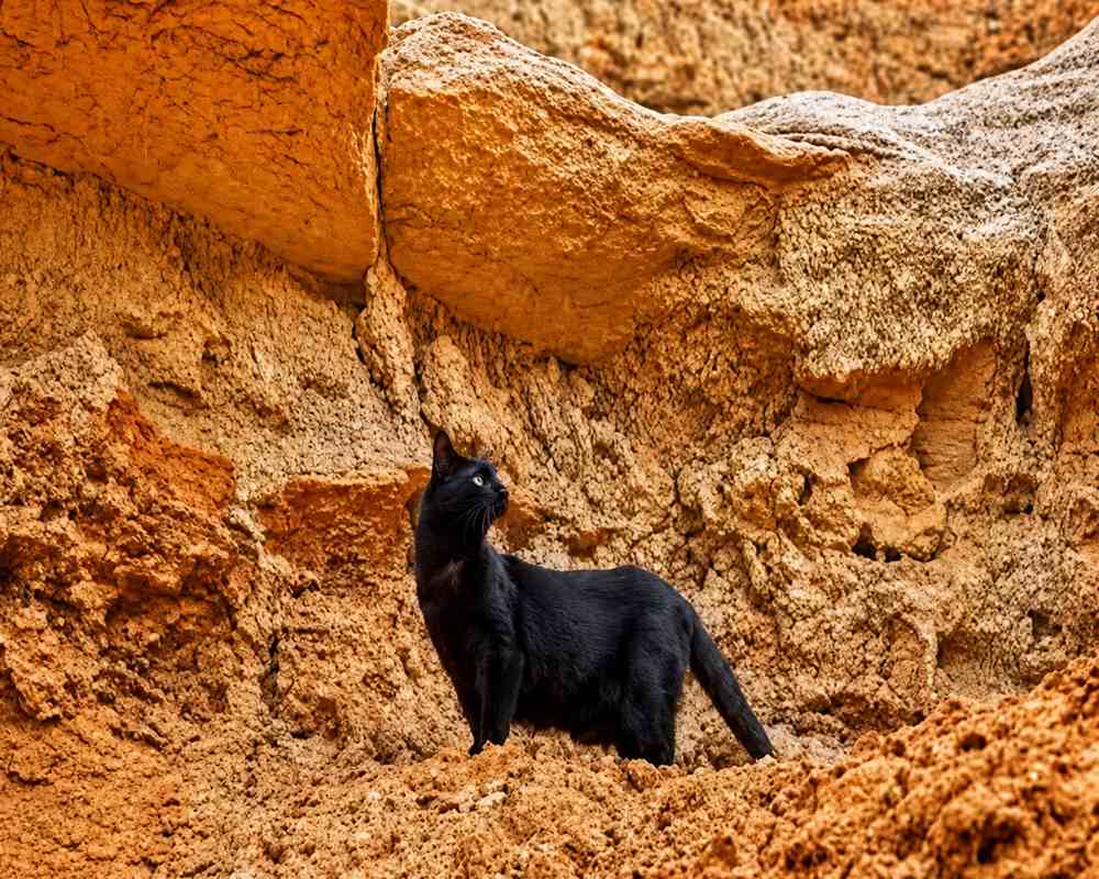 Explorer cat