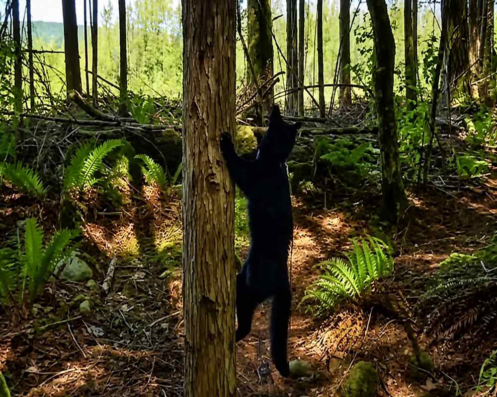 Forest climber