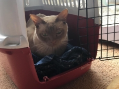 Habituating a cat to be comfortable in a carrier requires making the carrier part of their environment