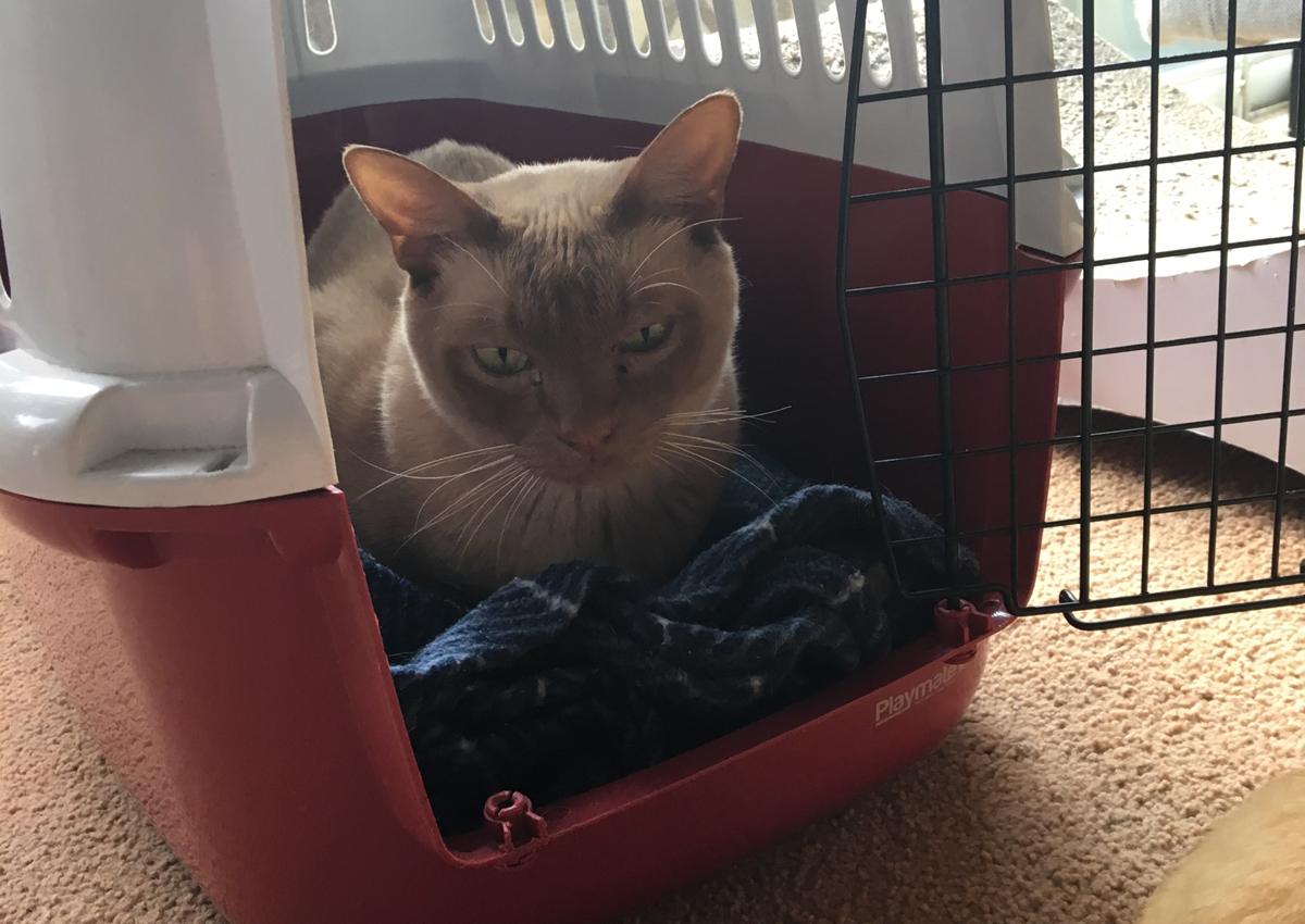 Habituating a cat to be comfortable in a carrier requires making the carrier part of their environment