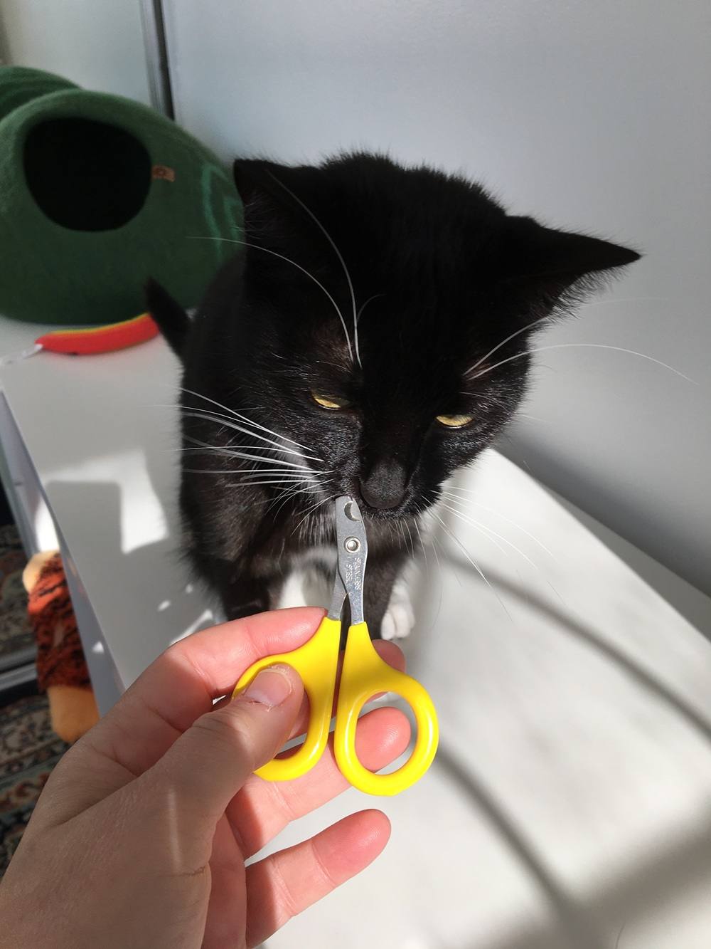 Introduceer de nagelknipper voordat u de pootjes van uw kat aanraakt