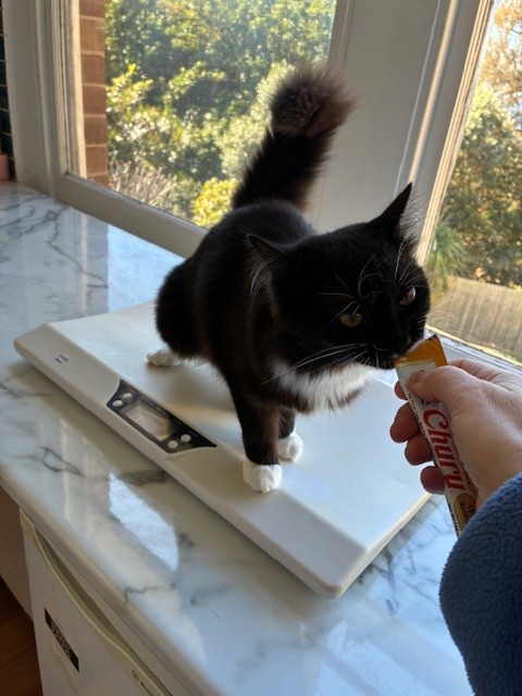 Lok uw kat met iets lekkers, zodat minstens één of twee poten het schaaloppervlak raken
