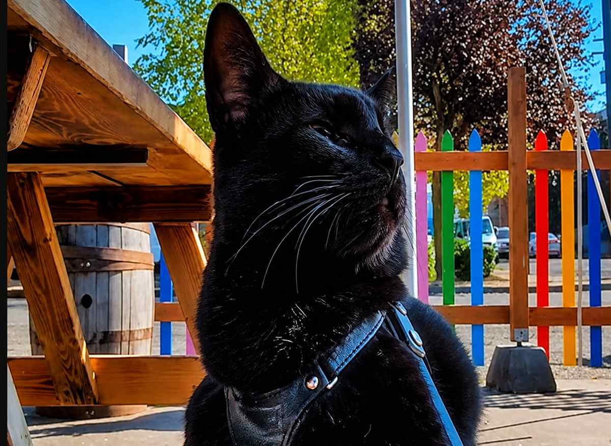 Park royalty
