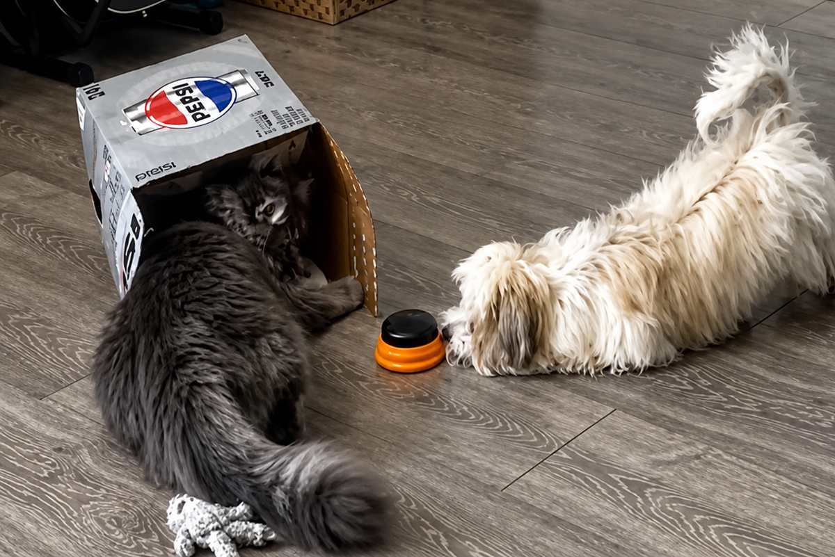 Pepsi box hideout