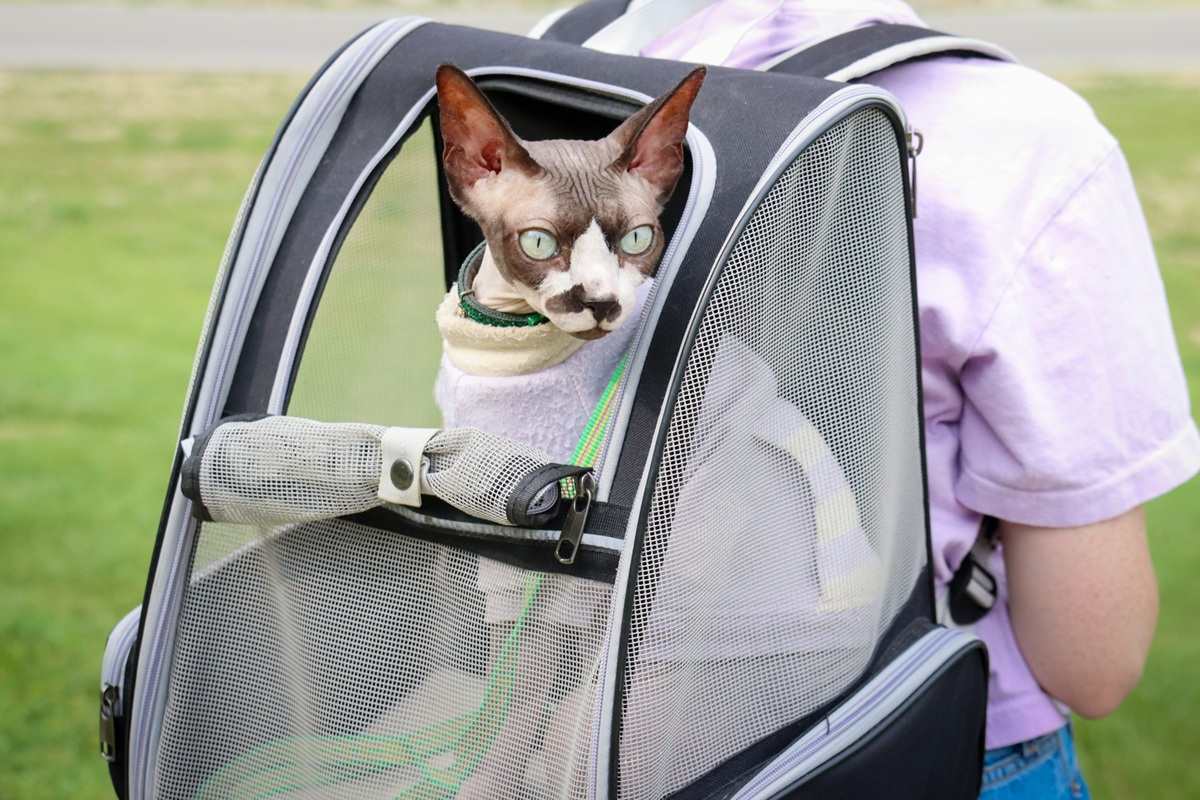 Roze grijze gevlekte Sphynx kat buiten in rugzak