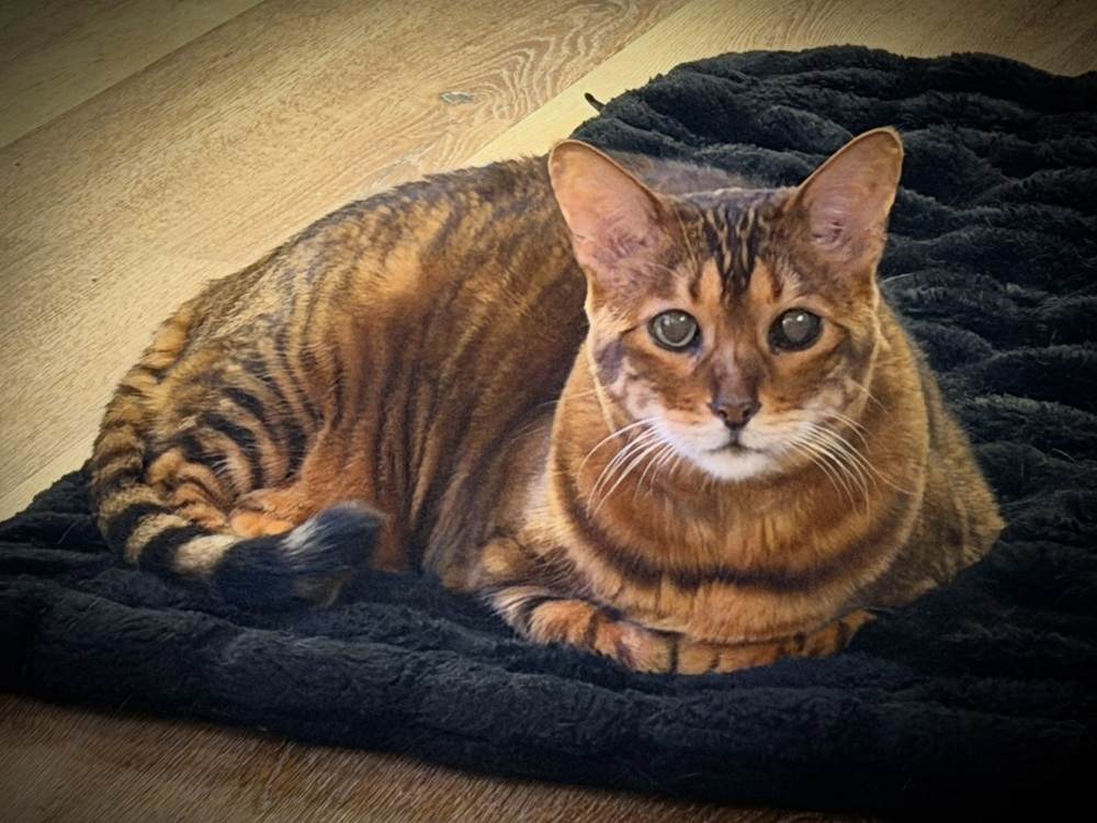 Princess Toyger Lily