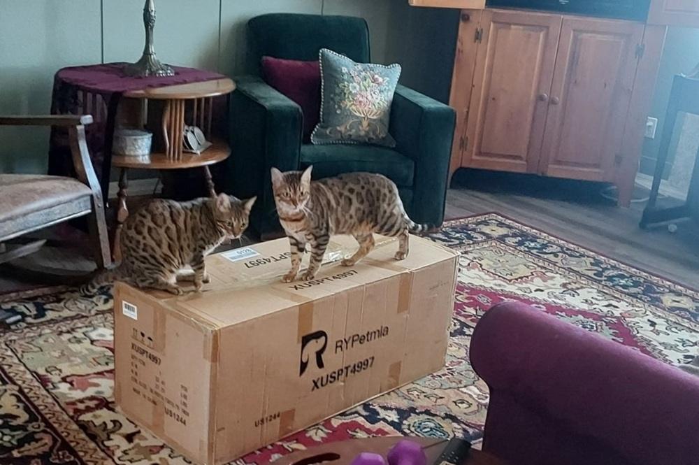 Rypetmia kattenloopwiel