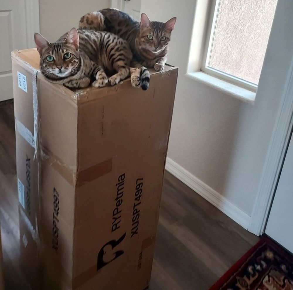 Rypetmia kattenwiel.