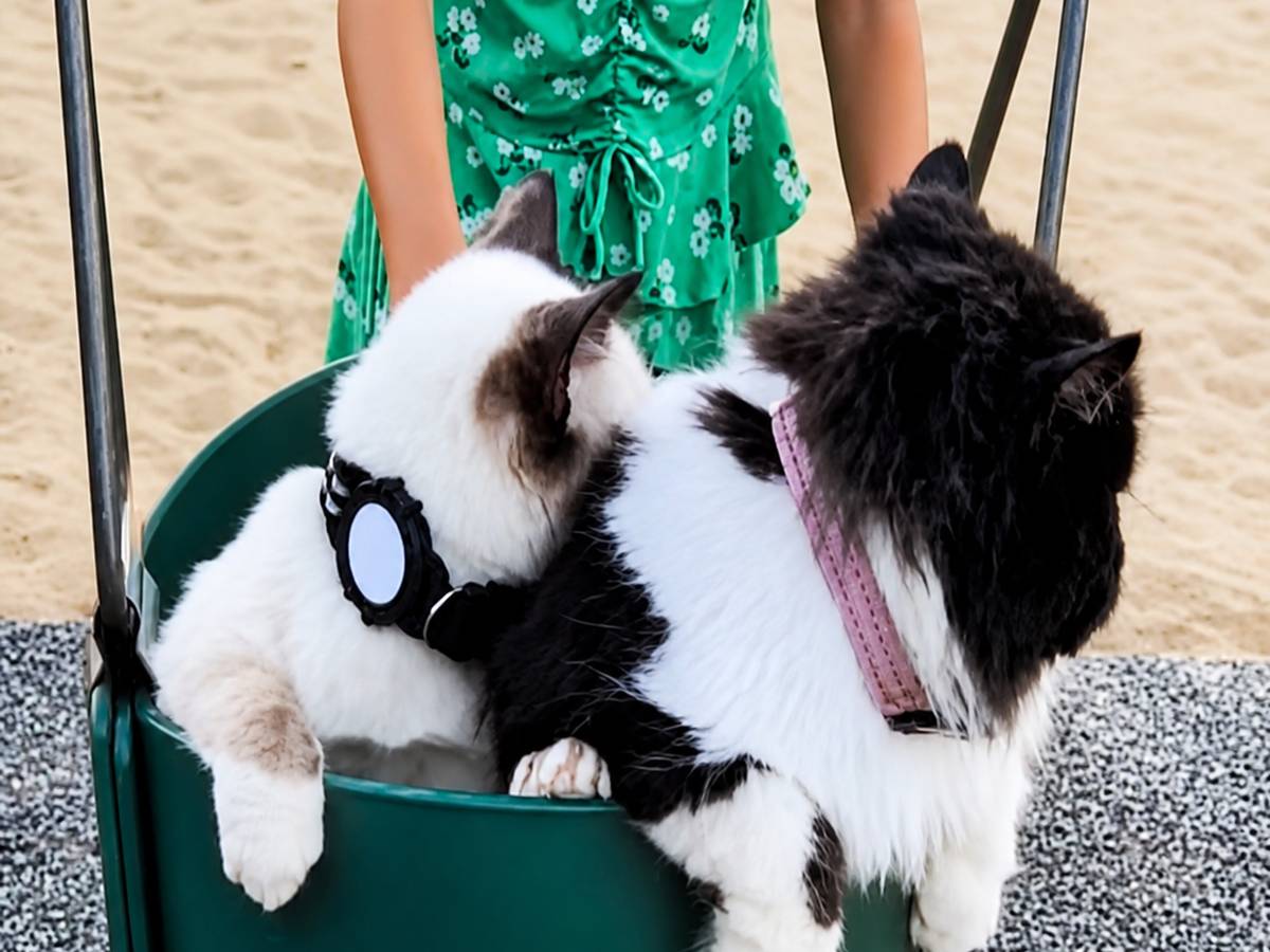 Swing buddies at the beach