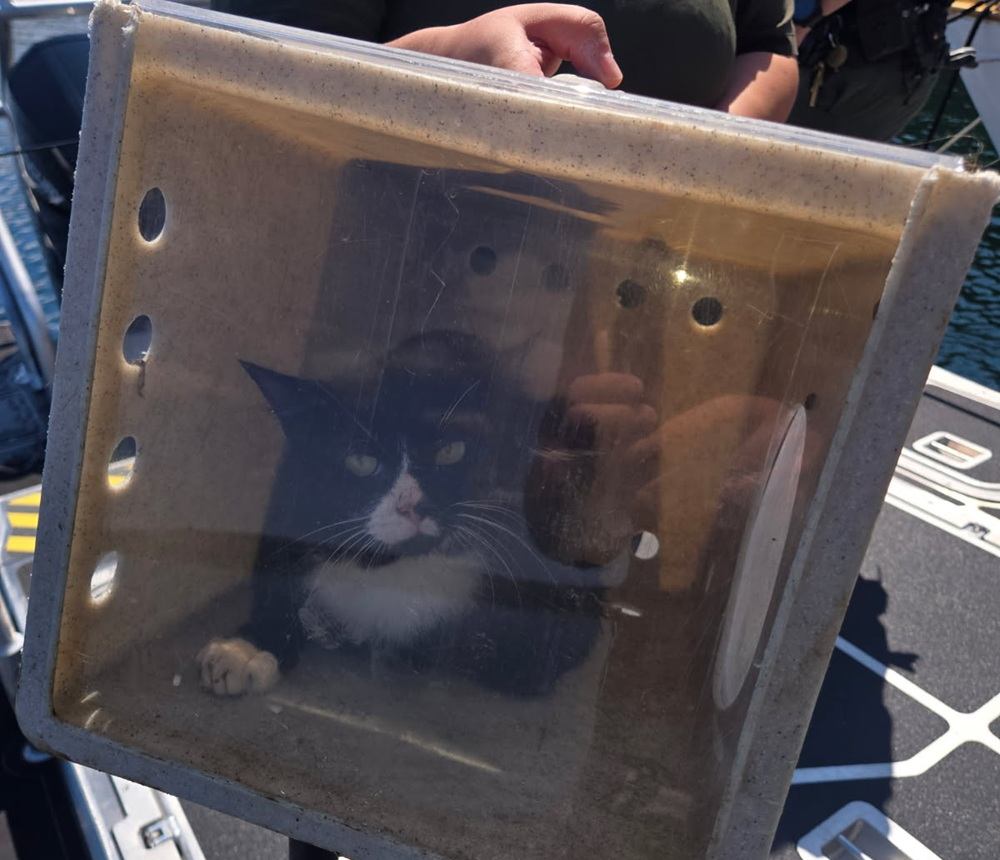 Tacoma Police Department Boat Cats