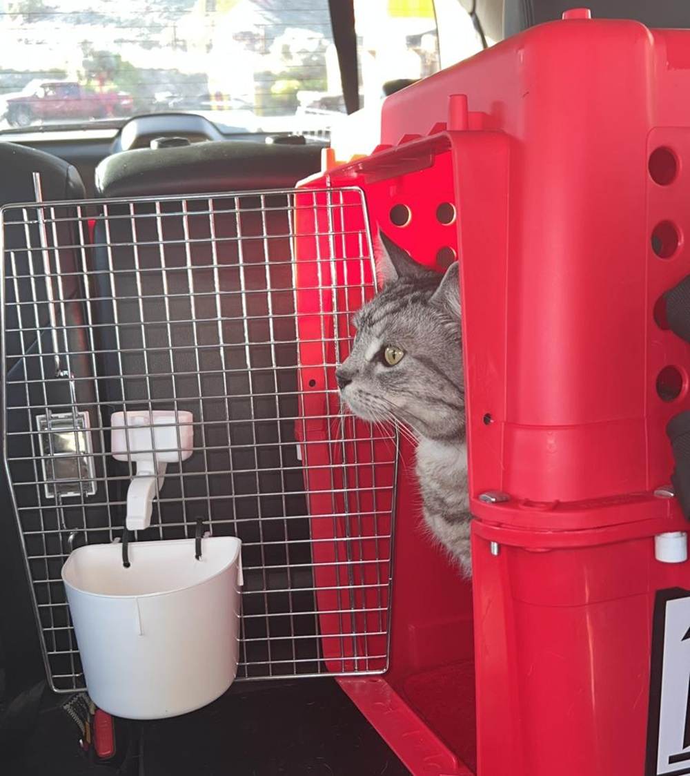 Leer uw kat om vrijwillig naar binnen te gaan, binnen te blijven en zich comfortabel te voelen in de bench voordat hij vertrekt