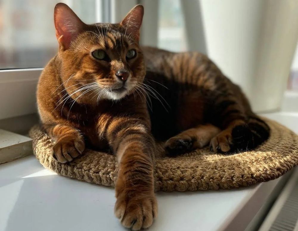 Teffi