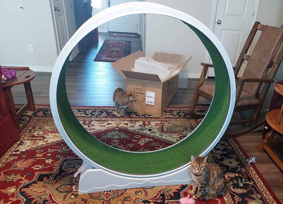 The Rypetmia Cat Wheel Review.