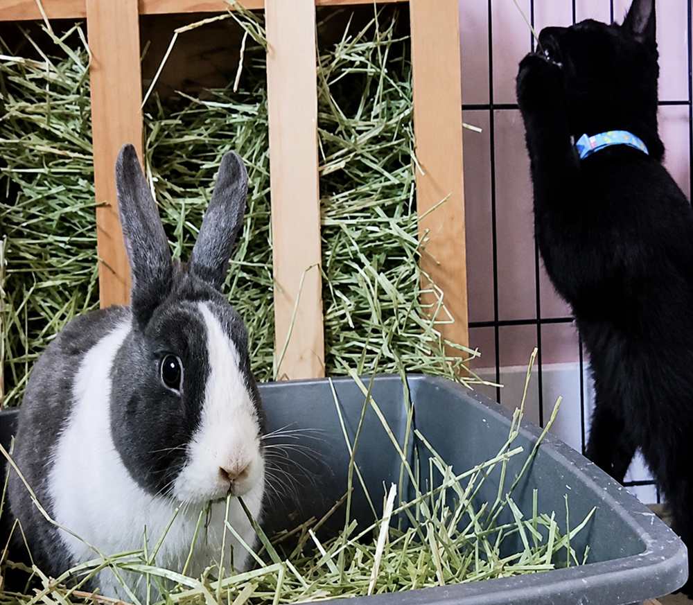 The bunny and kitten odd couple