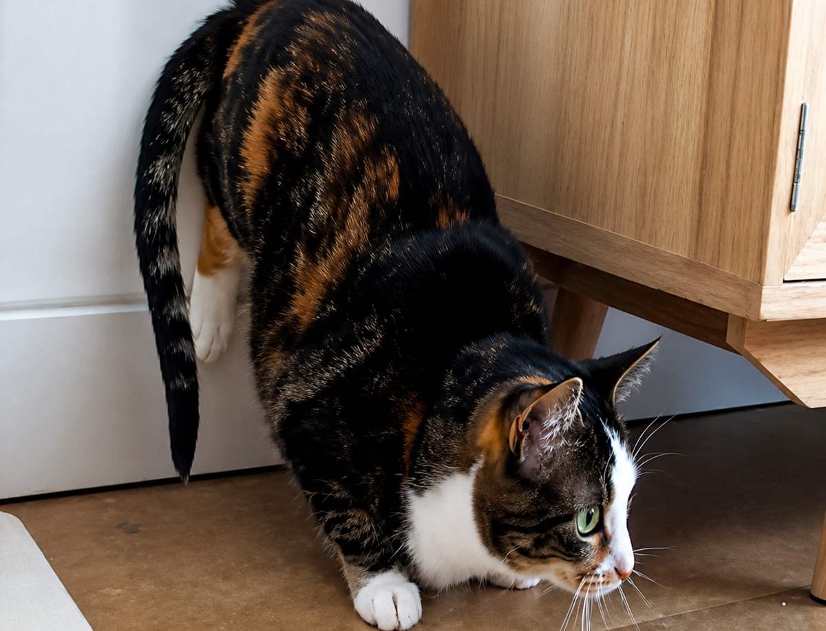 The pounce stance