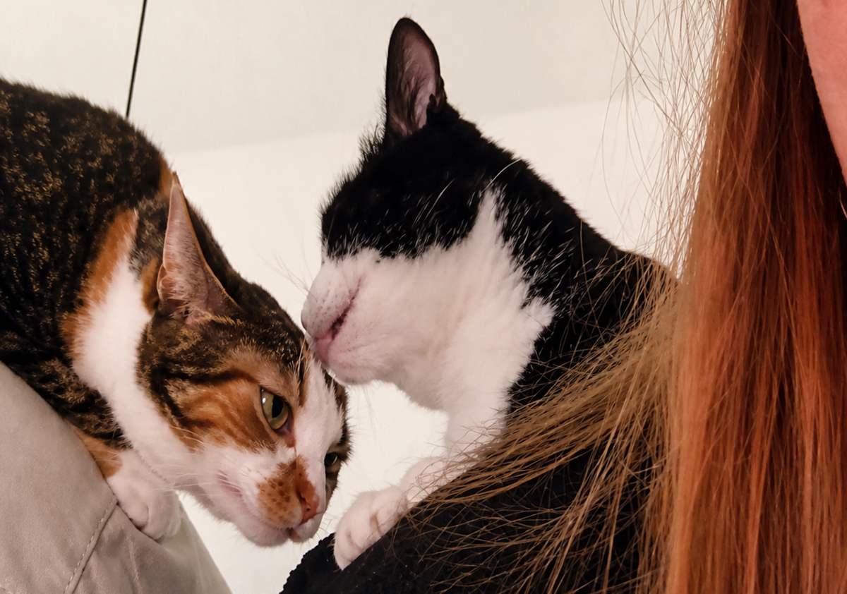 Two cats nuzzling