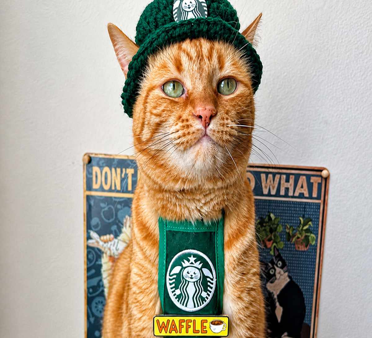 Waffle in full uniform