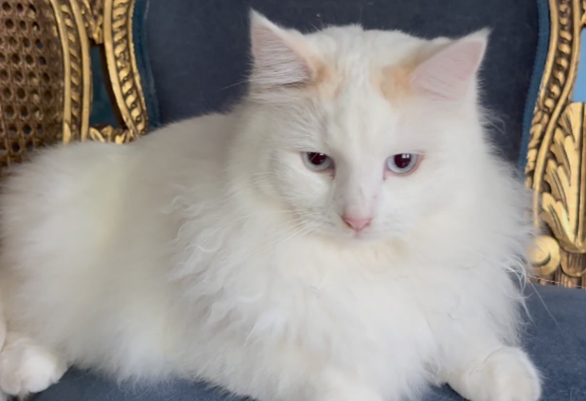 belle at 2 year old