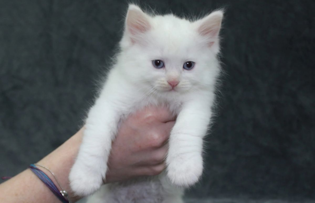 belle at 7 weeks