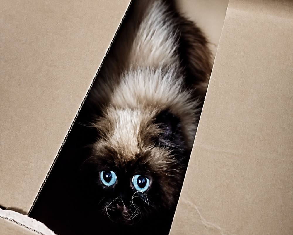 box gremlin