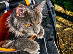 cat in backpack