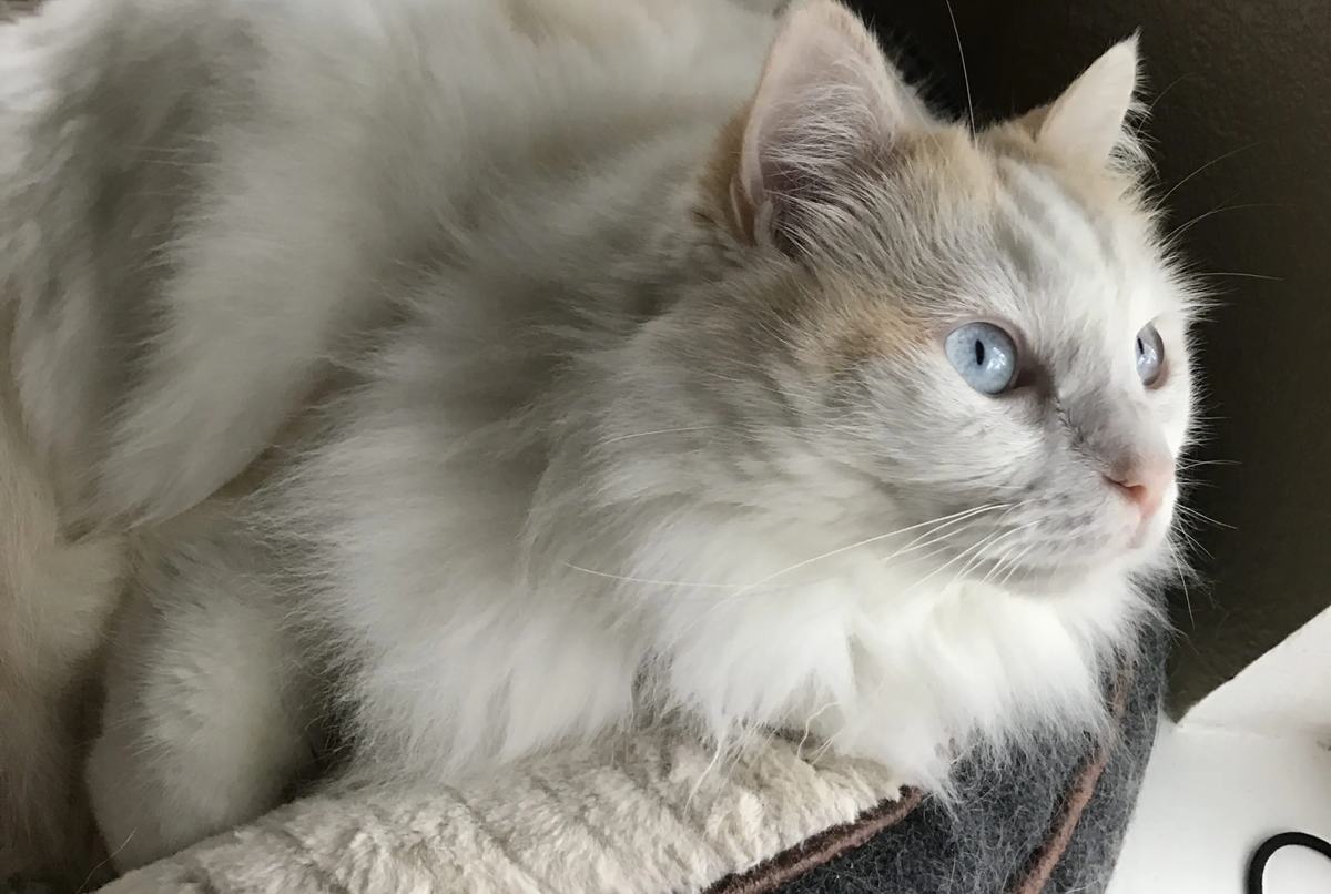 chai at 5 years old