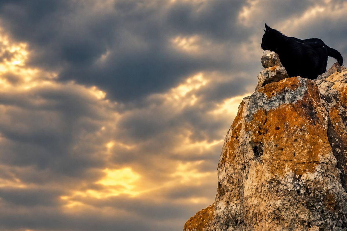 cliff cat silhoutte