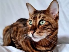 toyger_malo