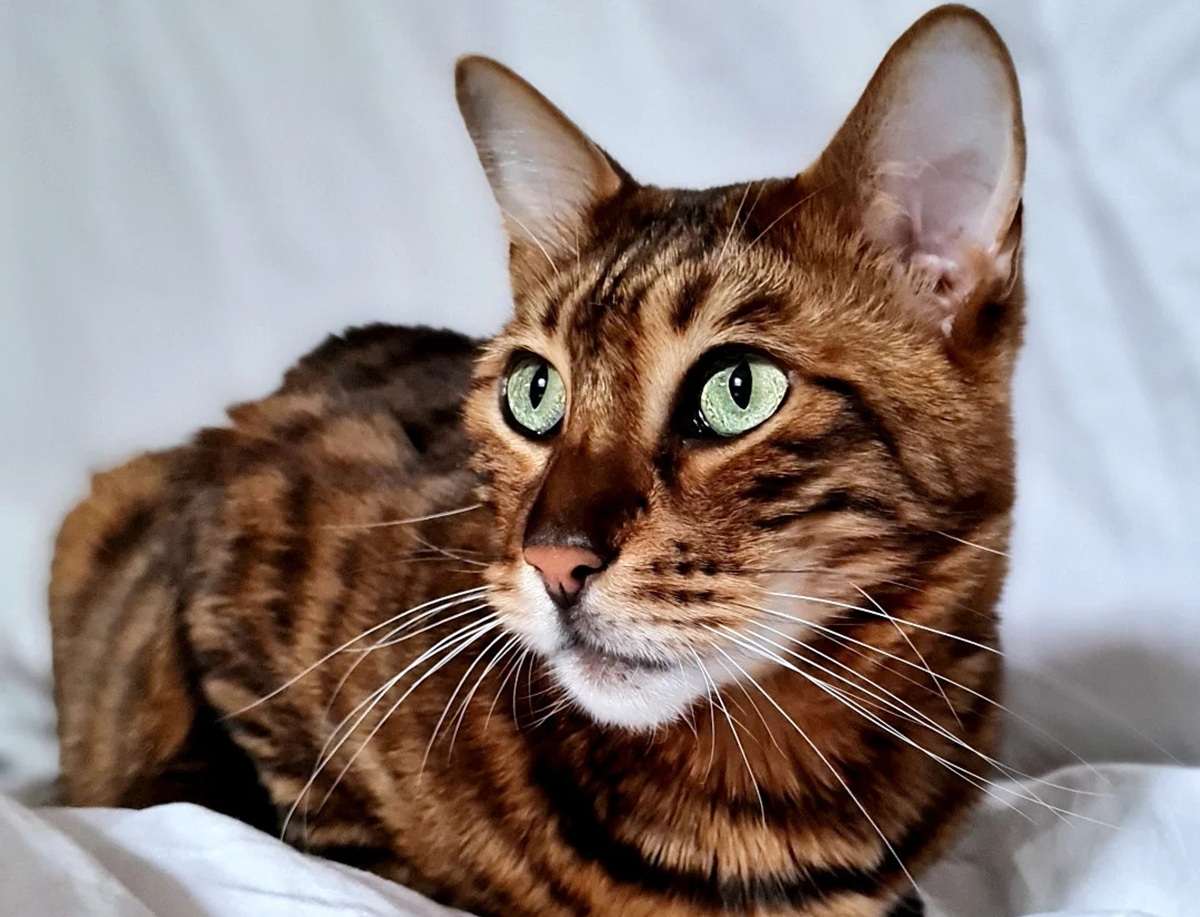 toyger_malo
