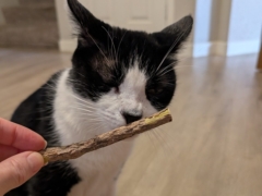 tuxedo cat smelling catnip