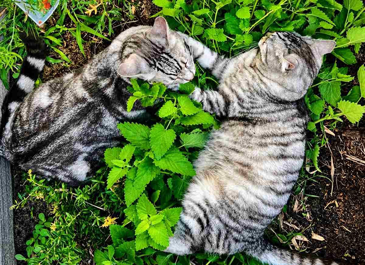 twee katten slapen bovenop de Catnip-plant