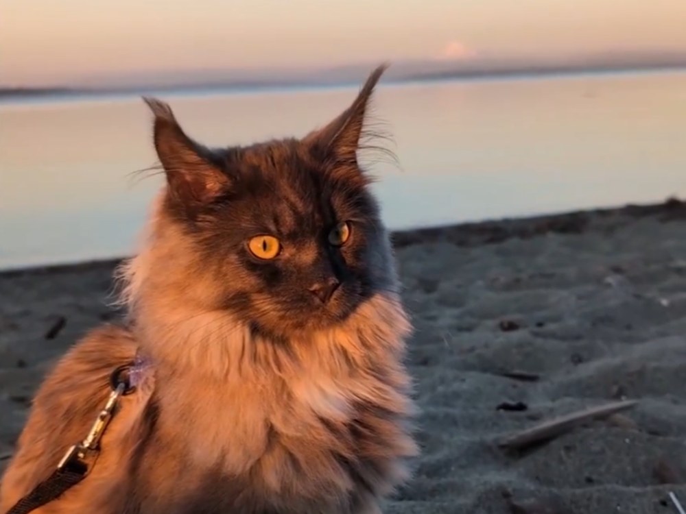 A barking cat
