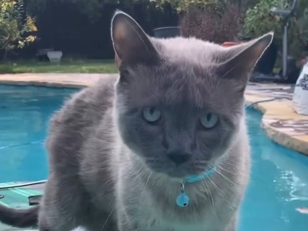A fearless, bodyboarding cat