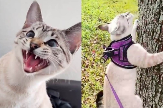 Adventure Cat is Obsessed with Climbing Trees!