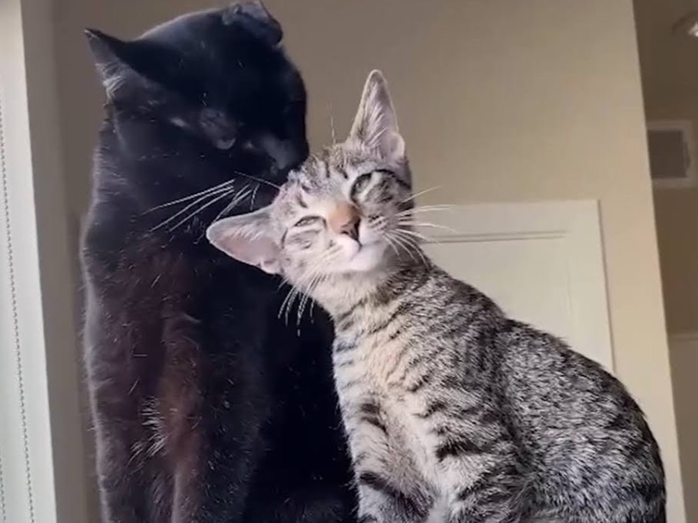 An accidental adoption
