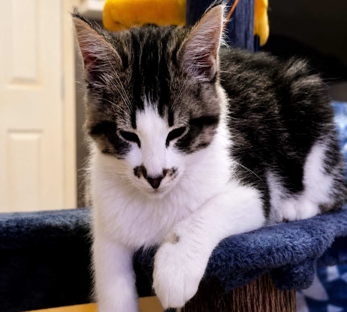 Archie the cat