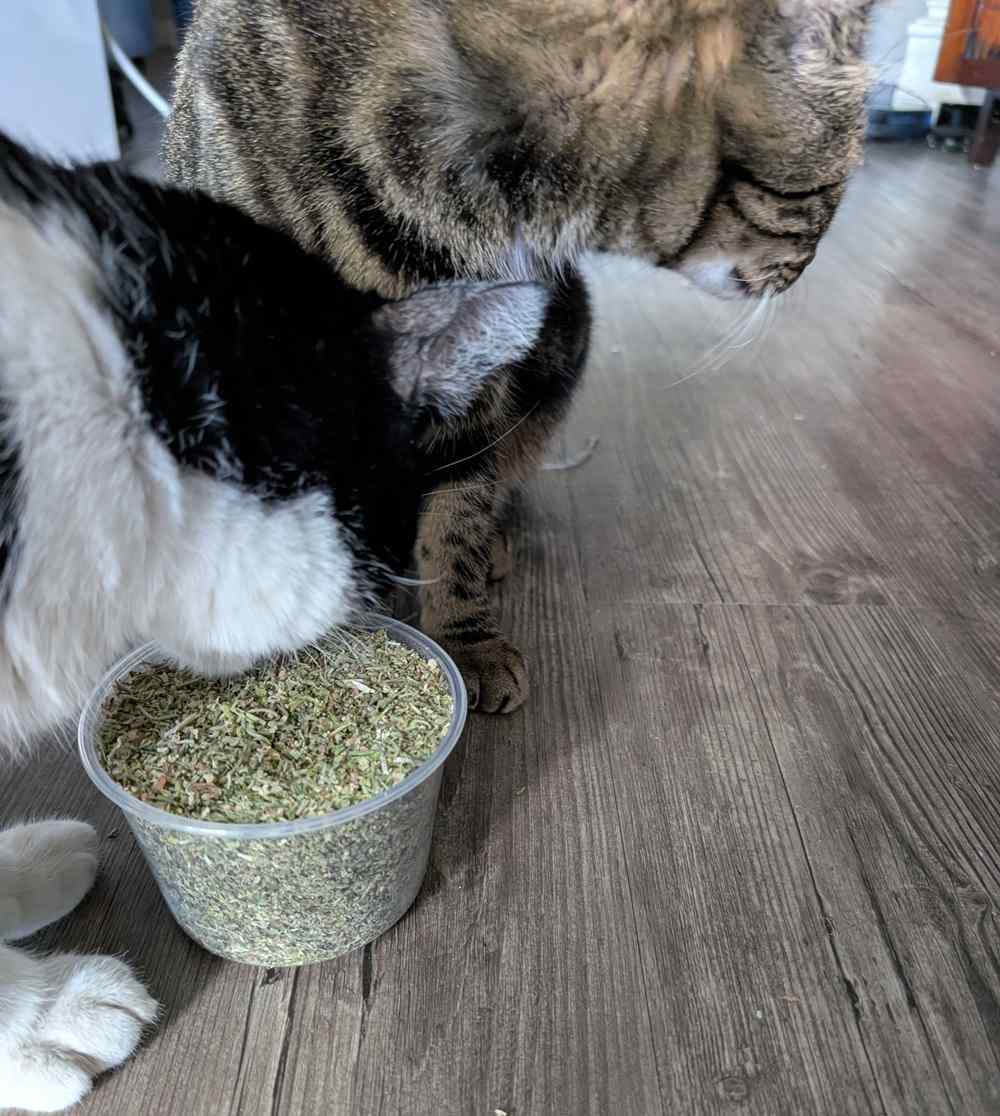 Best Silvervine Products for Cats