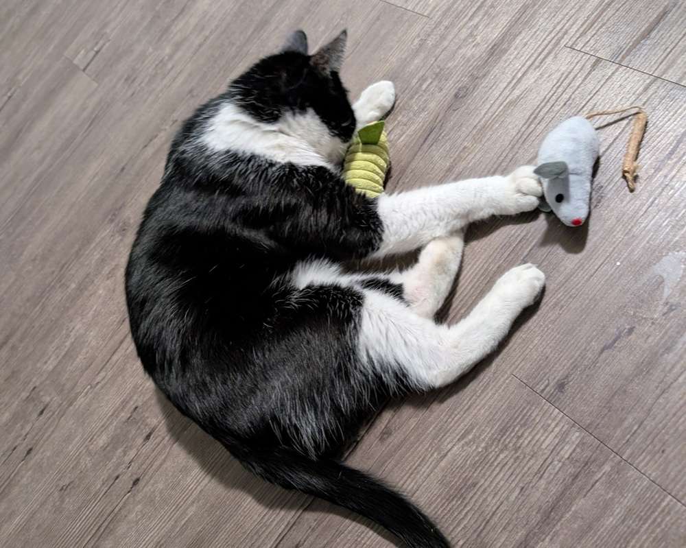 Best Silvervine Products for Cats