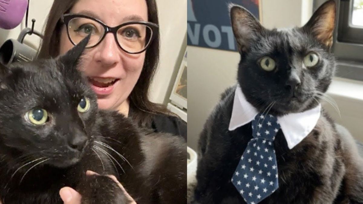 Black Cat Finds a Purrfect Forever Home