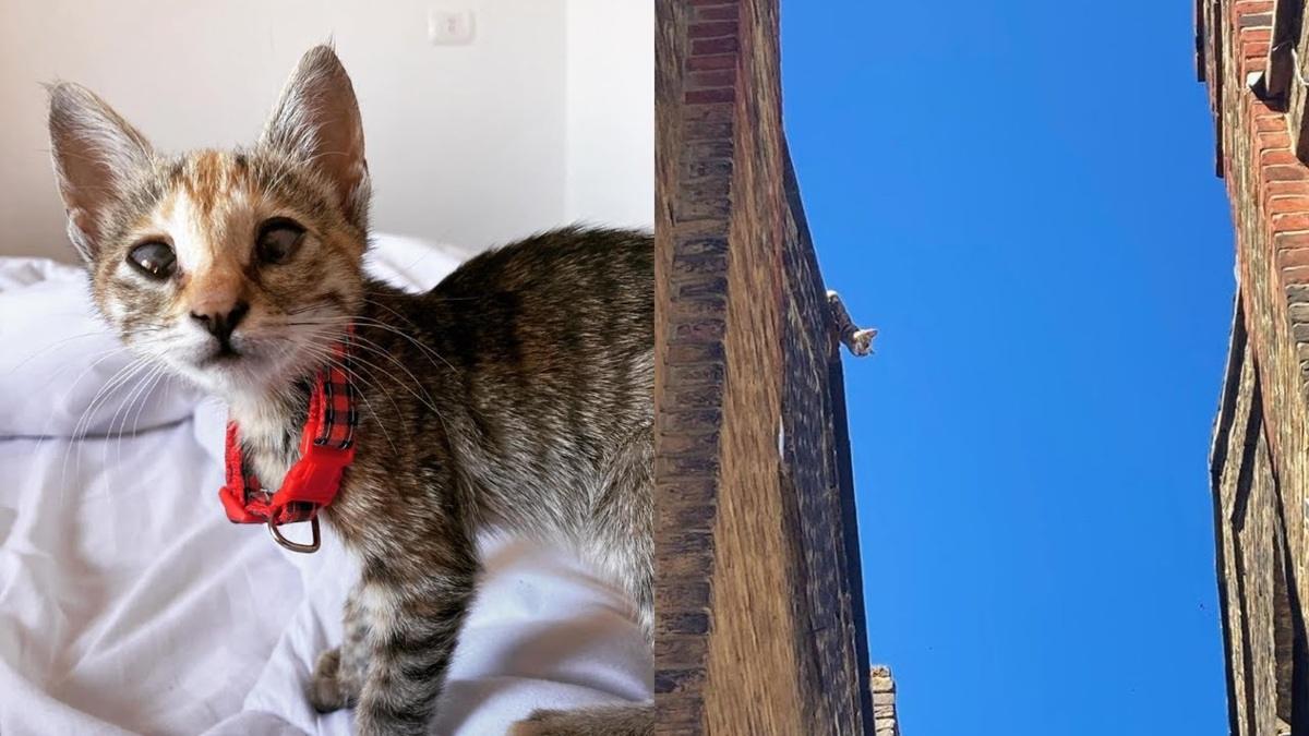 Blind Rescue Cat