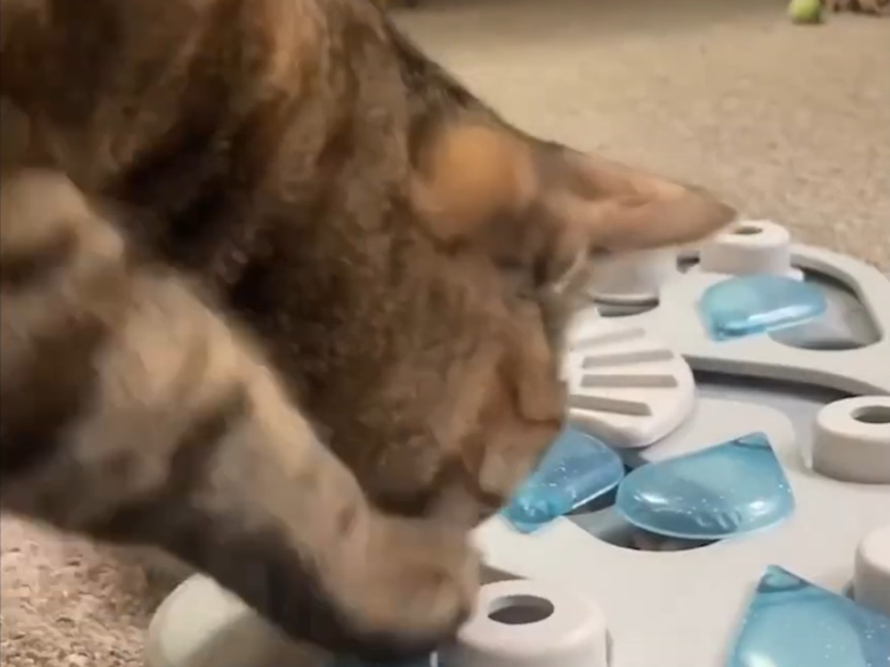 Caring for Blind Cats