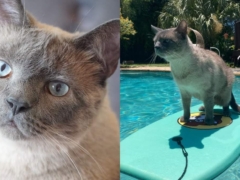 Cat Loves Riding the Waves