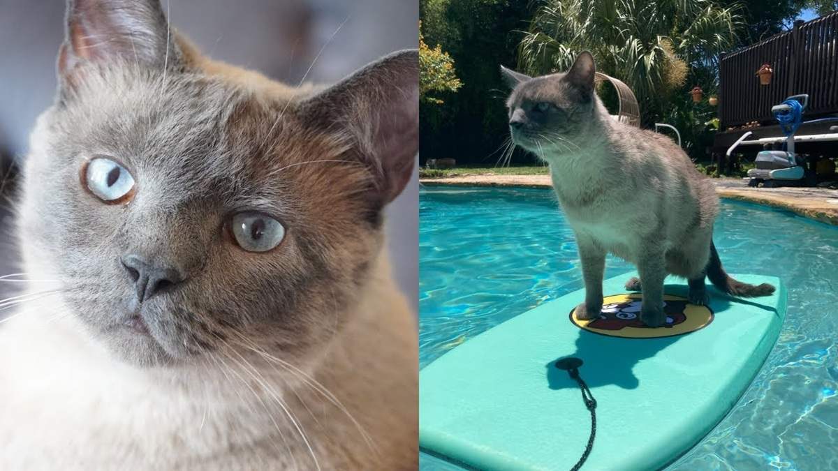 Cat Loves Riding the Waves